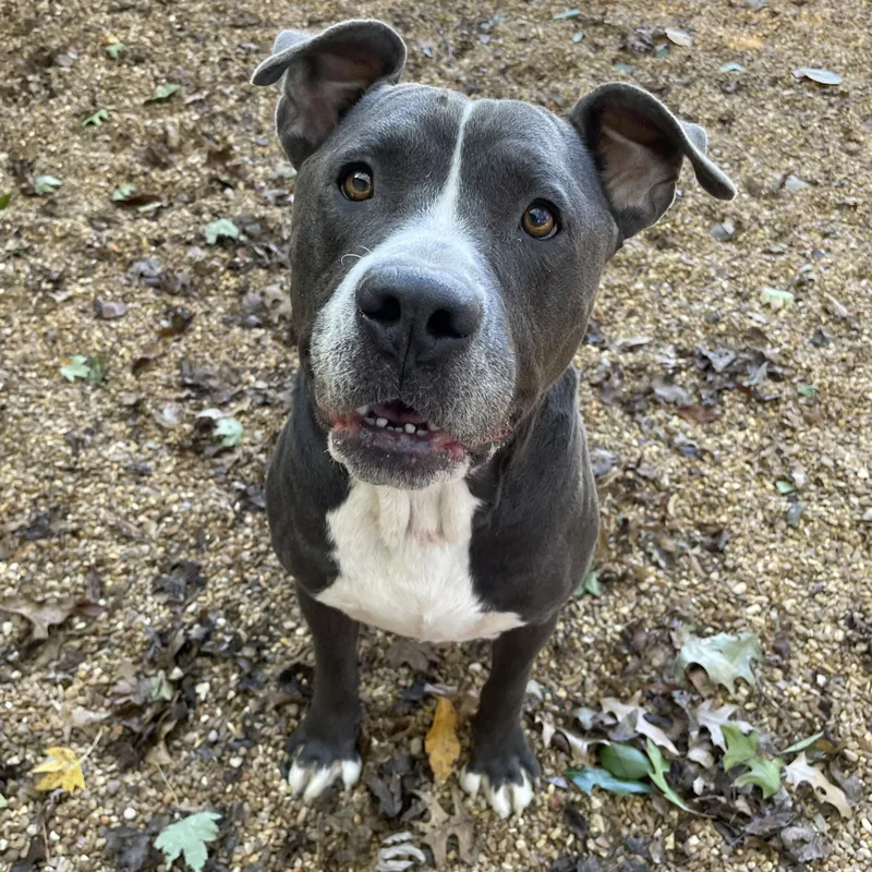 An adult large-sized male Gray / Blue / Silver Pit Bull Terrier dog named Bruno for adoption in Heber Springs, AR