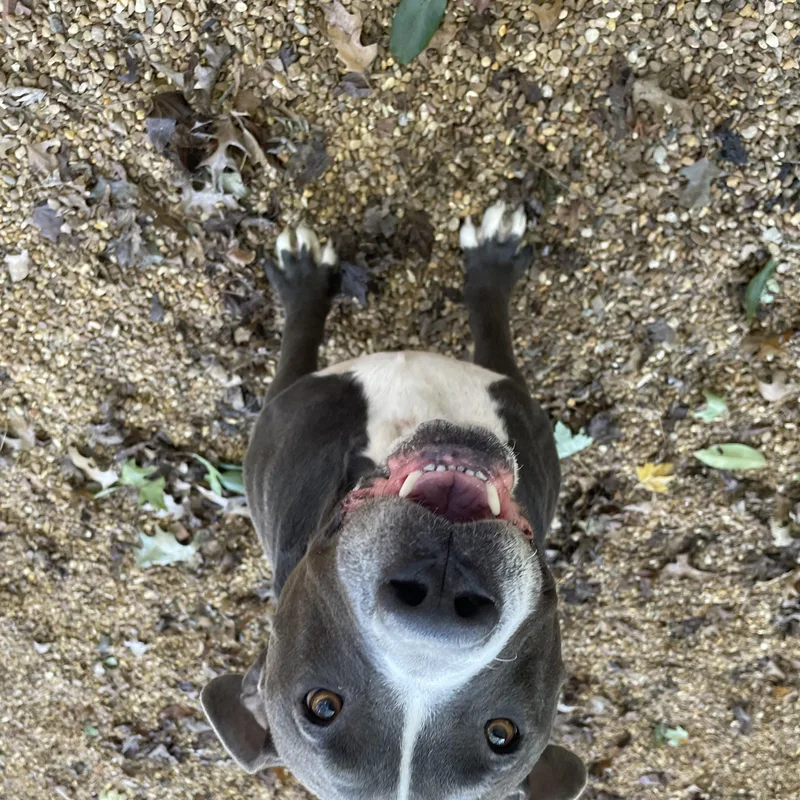 Bruno thumbnail 3