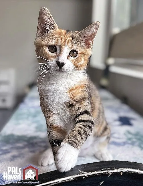 A baby small-sized female Domestic Medium Hair cat named Maggie for adoption in Lodi, CA