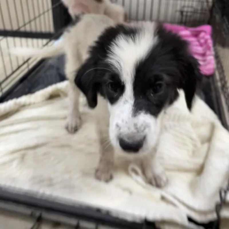 A baby medium-sized female White / Cream Border Collie dog named Sydney for adoption in Dallas, TX