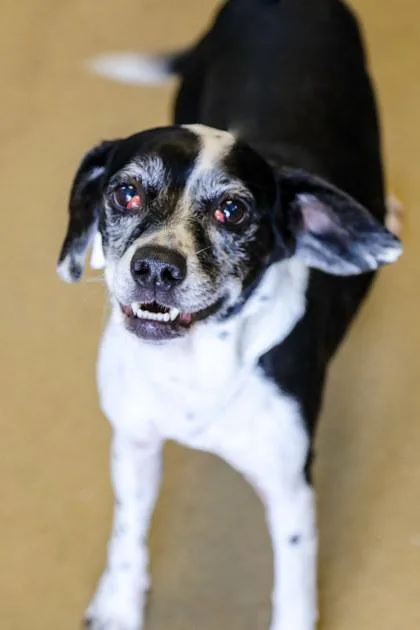 Kali