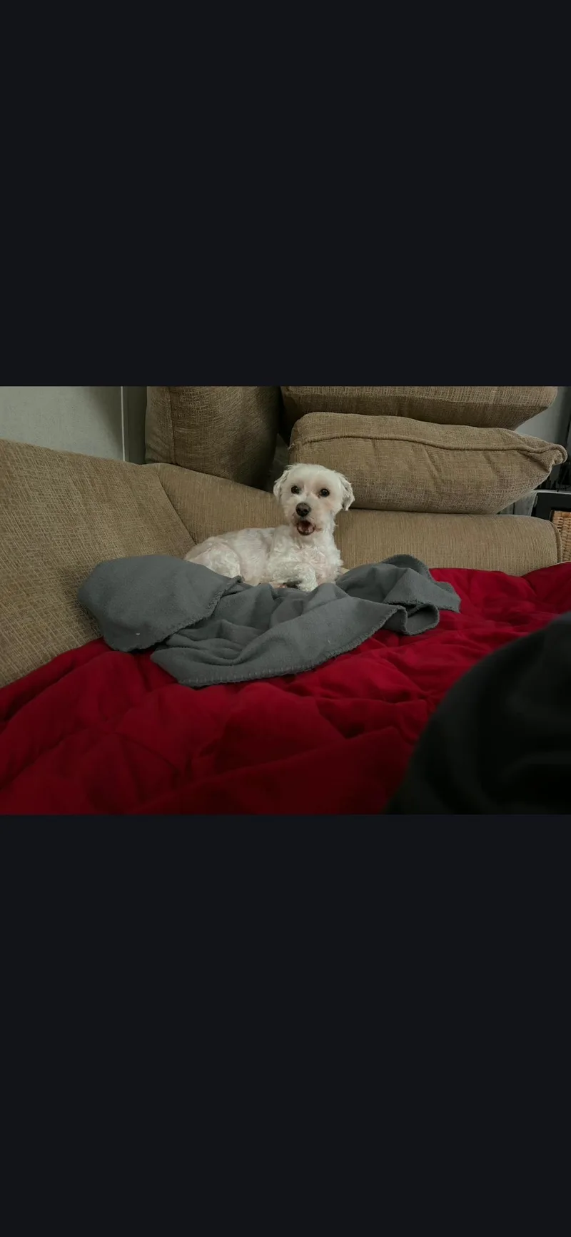 A senior small-sized female Maltipoo dog named Elsa for adoption in Conway, SC