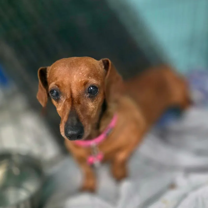 A senior small-sized female Yellow / Tan / Blond / Fawn Dachshund dog named Kielbasa for adoption in Port Charlotte, FL