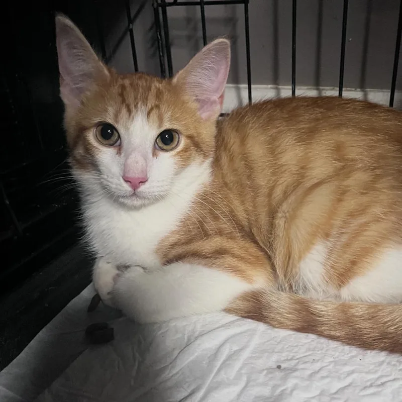 A baby small-sized male Orange / Red Domestic Short Hair cat named Smitten for adoption in Hattiesburg, MS