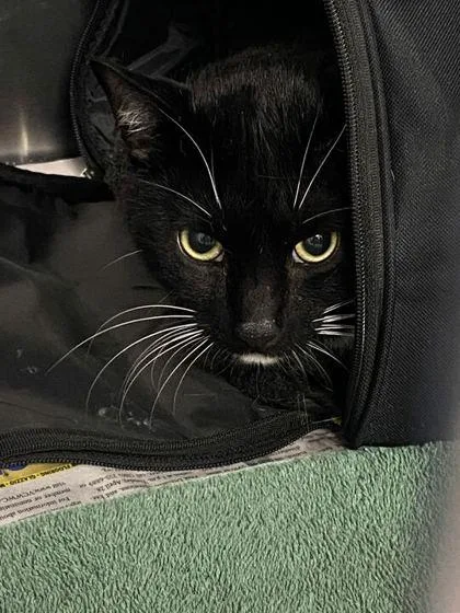 A young medium-sized male Domestic Short Hair cat named Victor for adoption in Daytona Beach, FL