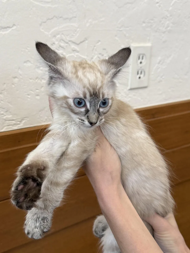 A baby medium-sized female Buff & White Siamese cat named Whisper for adoption in Napa, CA
