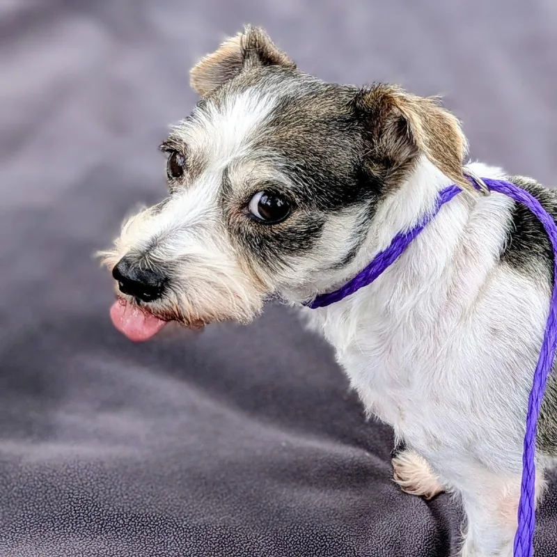 Roxy Grace thumbnail 4