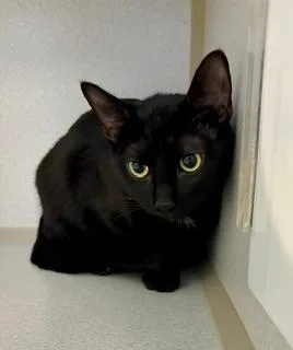 A baby small-sized female Black Domestic Short Hair cat named Ruby for adoption in Winter Haven, FL