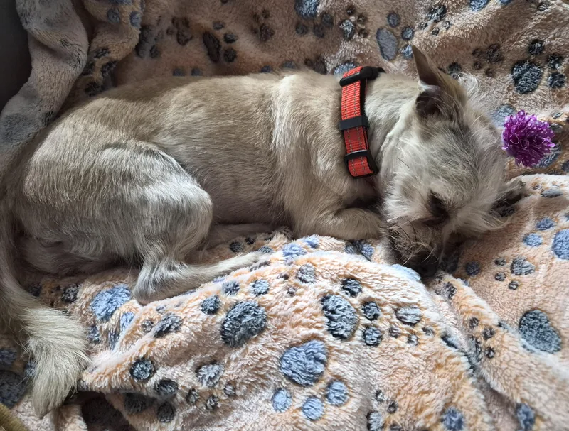 Dutchess thumbnail 5