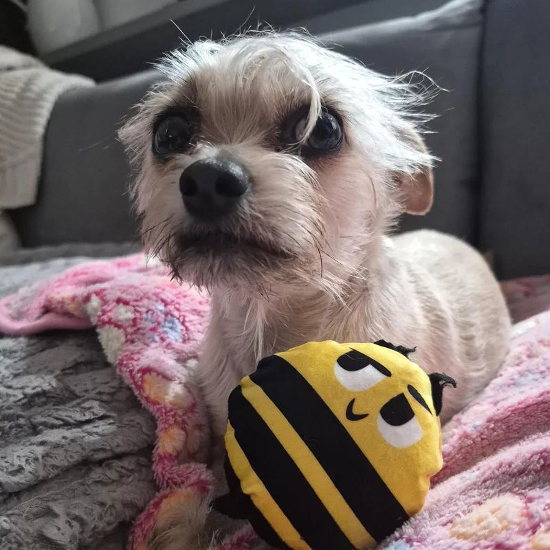 Dutchess thumbnail 6