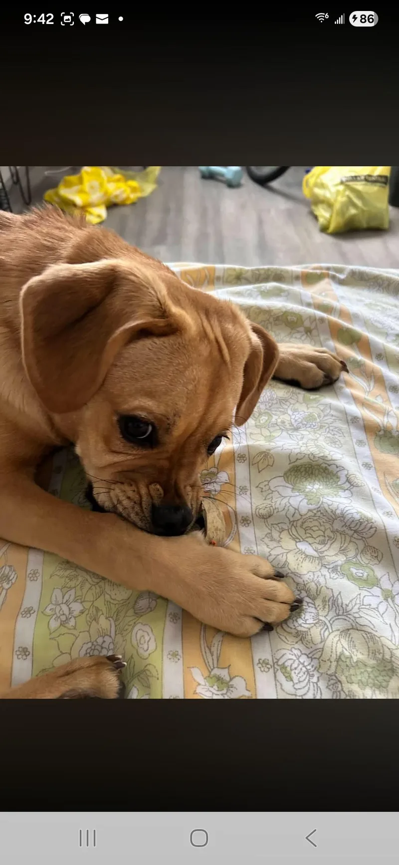 A young small-sized female Pug dog named Phoenix for adoption in Miami, FL