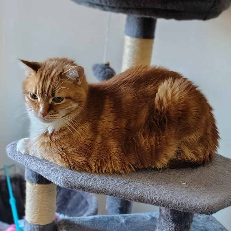 A baby small-sized male Orange / Red Domestic Long Hair cat named Sarge Home To for adoption in South Elgin, IL