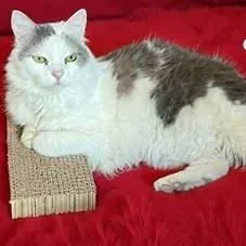 A senior medium-sized female Domestic Long Hair cat named Chipper for adoption in Evergreen, CO