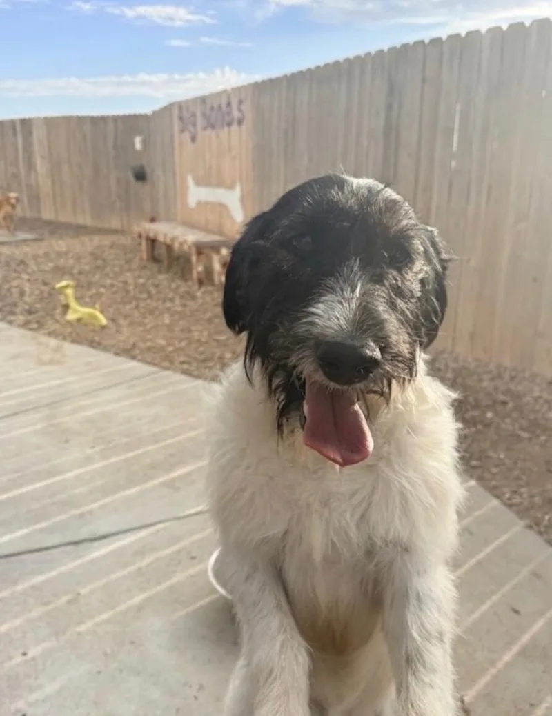 An adult medium-sized male Terrier dog named Winchester for adoption in Windsor, CO