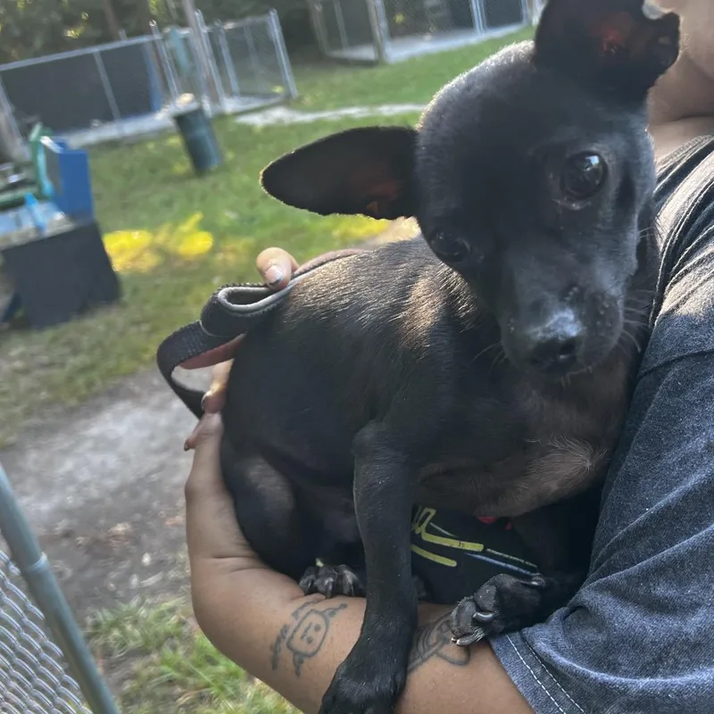 A young small-sized female Black Chihuahua dog named Minnie for adoption in Summerville, SC