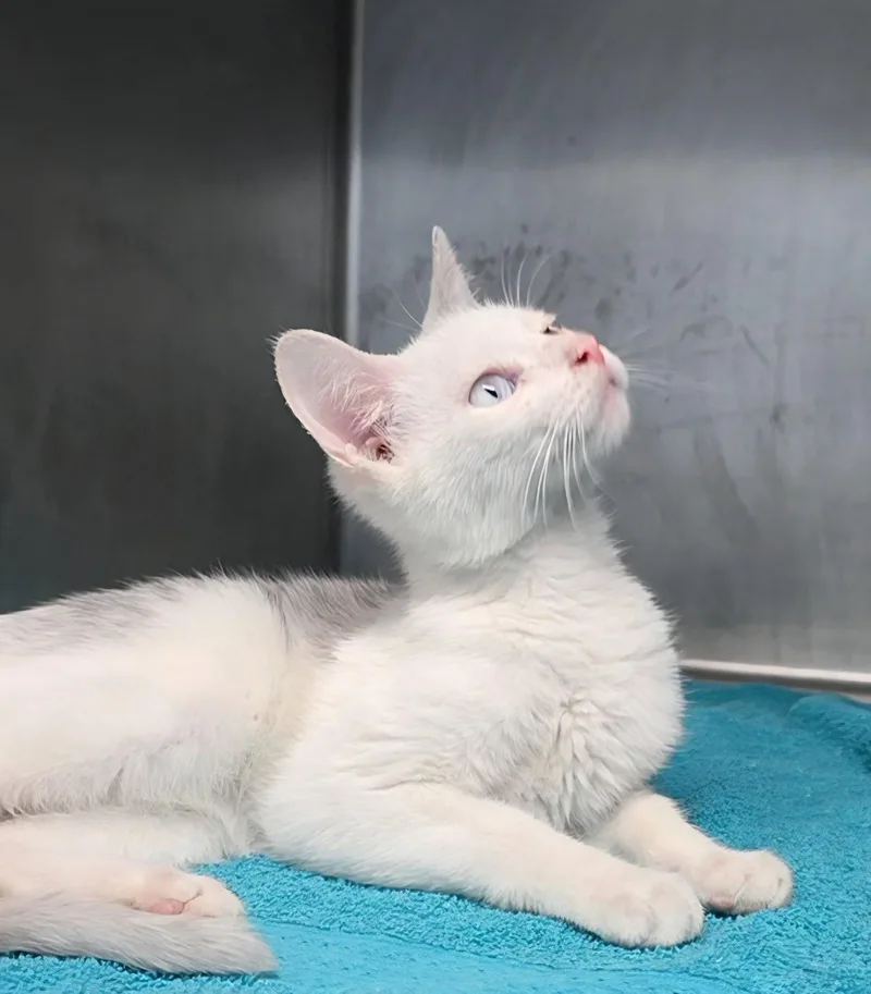 A young medium-sized male Domestic Short Hair cat named Spirit for adoption in Magnolia Springs, AL