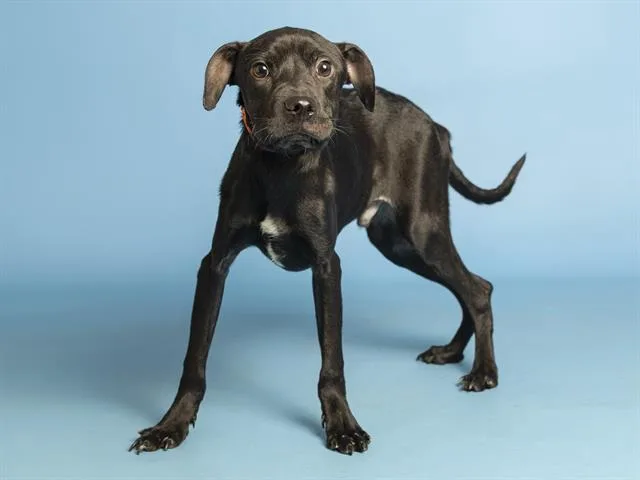 A young small-sized male Pit Bull Terrier dog named Mutt Damon for adoption in Phoenix, AZ