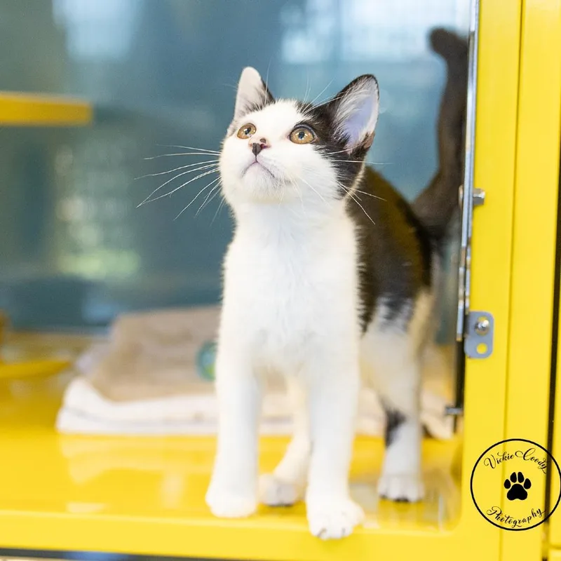 A baby small-sized male White Domestic Short Hair cat named Sgt. Tuxedo for adoption in Abilene, TX