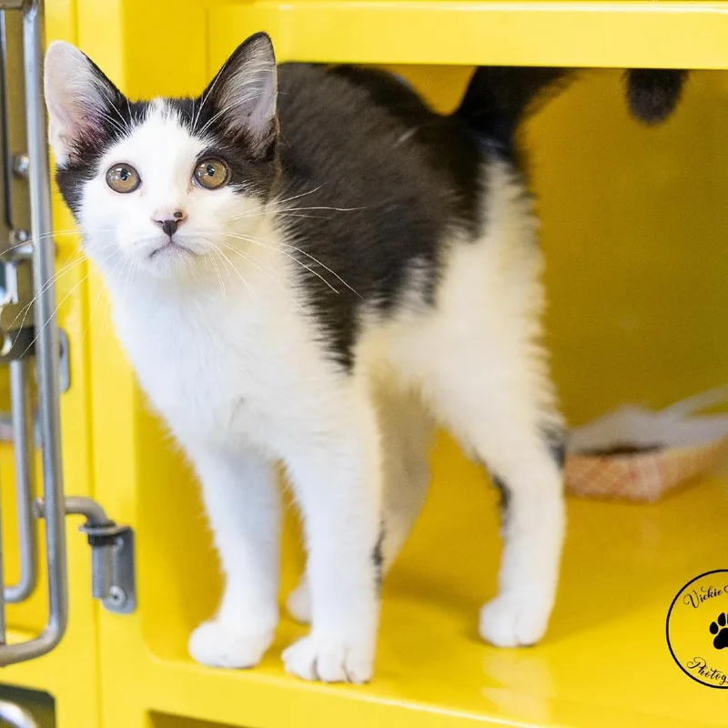 Sgt. Tuxedo thumbnail 3