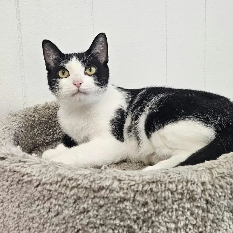 An adult medium-sized female Black & White / Tuxedo Domestic Short Hair cat named Panda for adoption in Wapakoneta, OH
