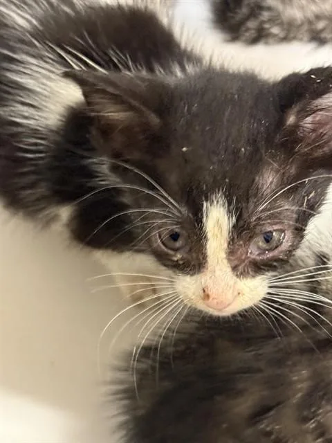 A baby small-sized female Domestic Short Hair cat named Turbo for adoption in Miami, FL