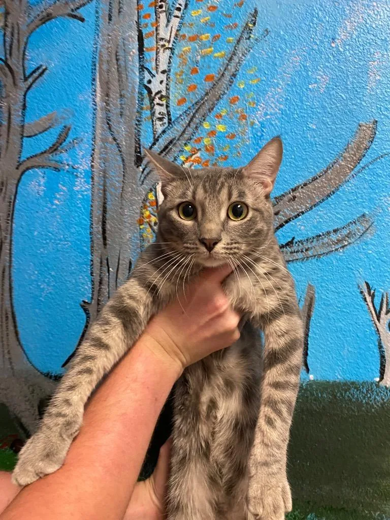 A young medium-sized male Domestic Short Hair cat named Danny for adoption in New Braunfels, TX