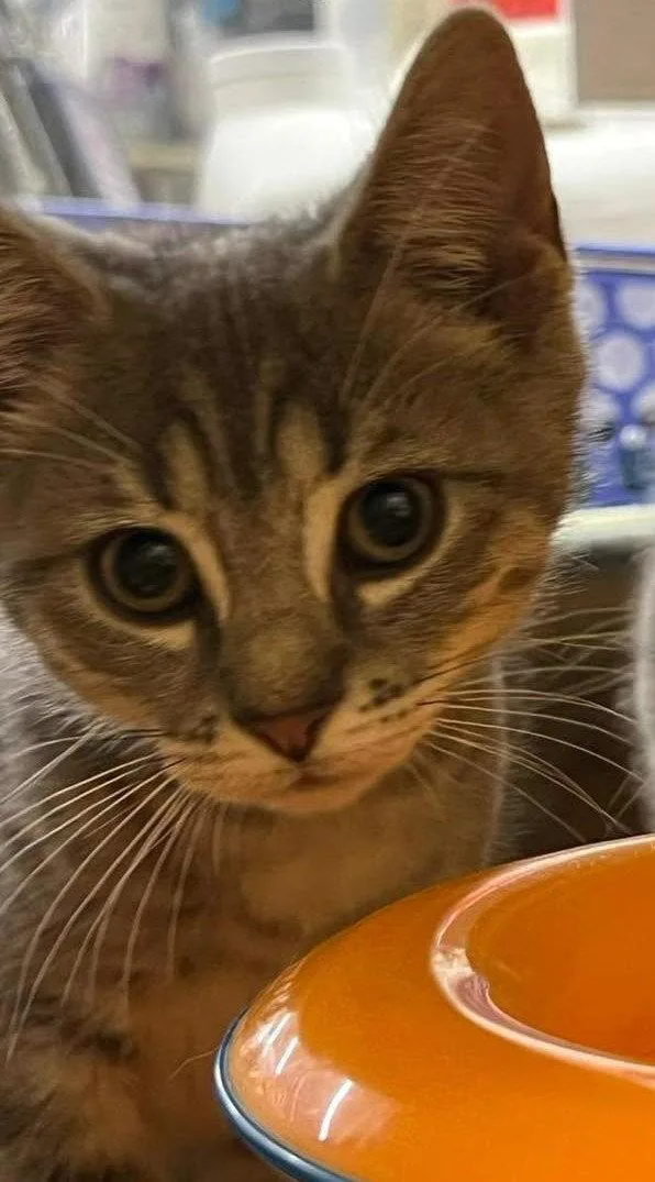 A young medium-sized male Gray & White Domestic Short Hair cat named George for adoption in Spring Lake, NJ