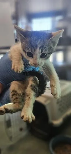 A young small-sized female Domestic Short Hair cat named Shirley for adoption in Edgewood, NM