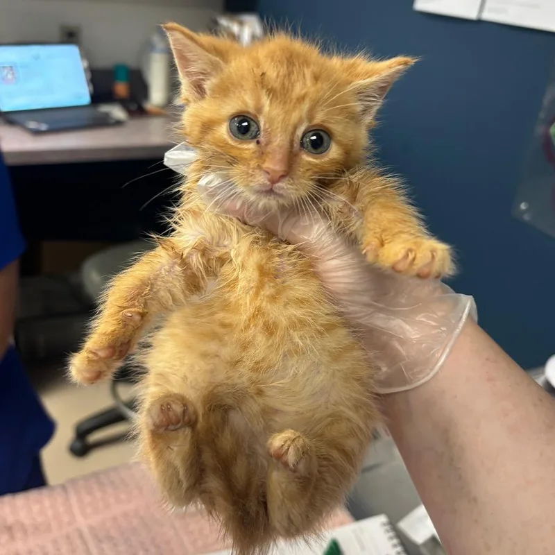 A baby small-sized male Orange / Red Domestic Short Hair cat named Dunkin for adoption in Newark, NJ