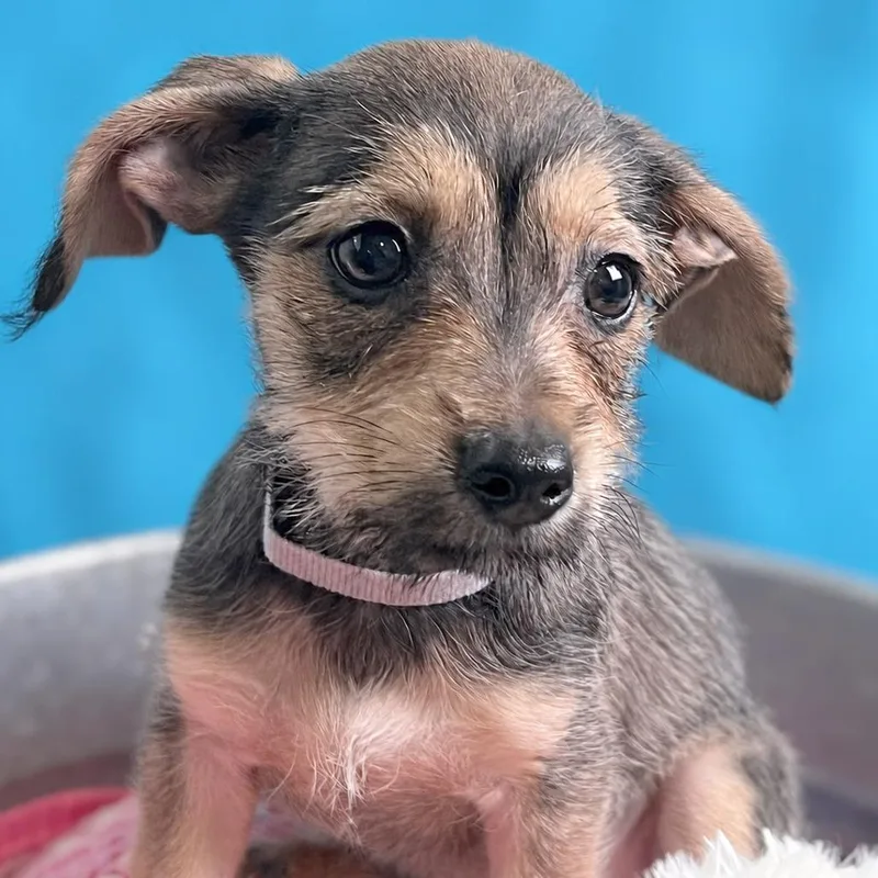 A baby small-sized female Yellow / Tan / Blond / Fawn Chihuahua dog named Yuna for adoption in Boerne, TX
