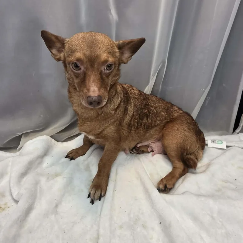An adult small-sized female Red / Chestnut / Orange Chiweenie dog named Ravioli for adoption in Foley, AL