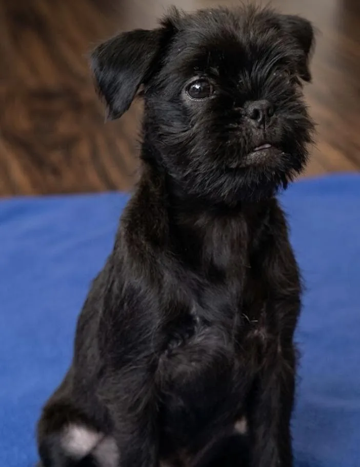 A baby small-sized male Brussels Griffon dog named Booboo for adoption