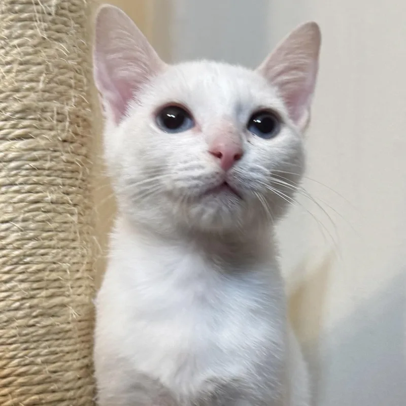 A baby small-sized male Flame Point Siamese cat named Greg for adoption in Richmond, VA