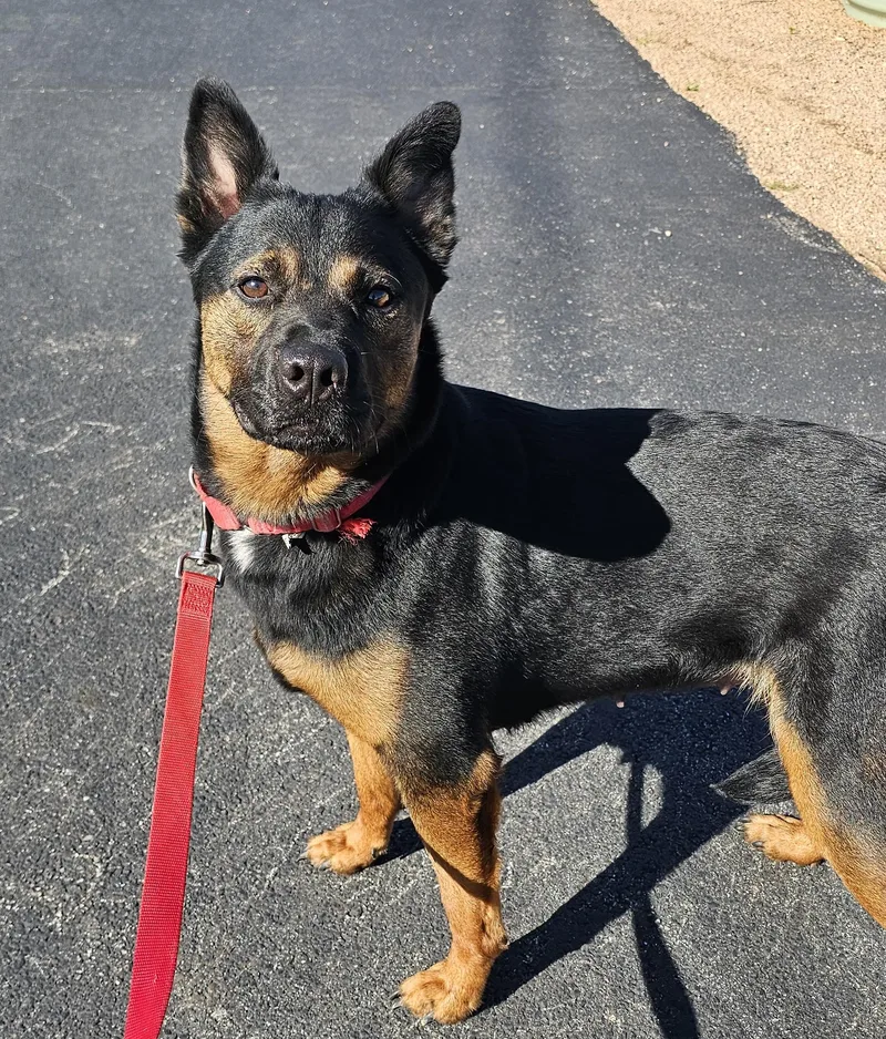 A young medium-sized female Australian Cattle Dog / Blue Heeler dog named Roxy for adoption in Longview, TX