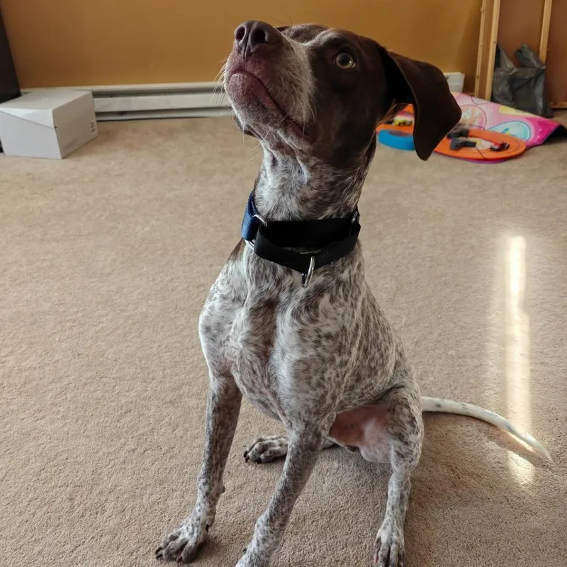A young medium-sized male Pointer dog named Gabriel for adoption in Tomah, WI
