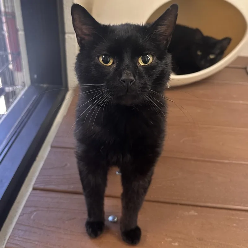 A young large-sized male Black Domestic Short Hair cat named Roy Orbison for adoption in Rocky Mount, VA