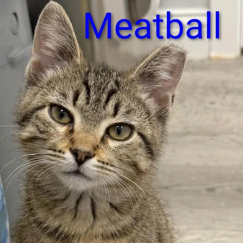 A baby small-sized male Brown / Chocolate Domestic Short Hair cat named Meatball goes great with for adoption in Carmel, IN