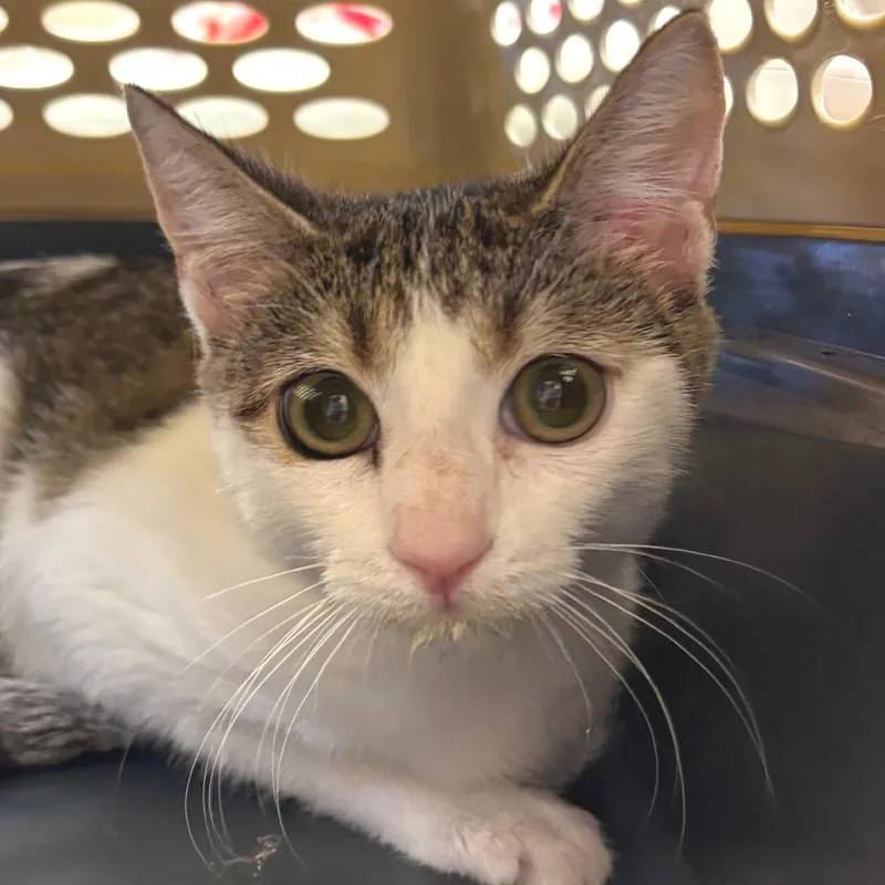 A baby medium-sized female White Domestic Short Hair cat named Lil Bitty for adoption in Naples, FL