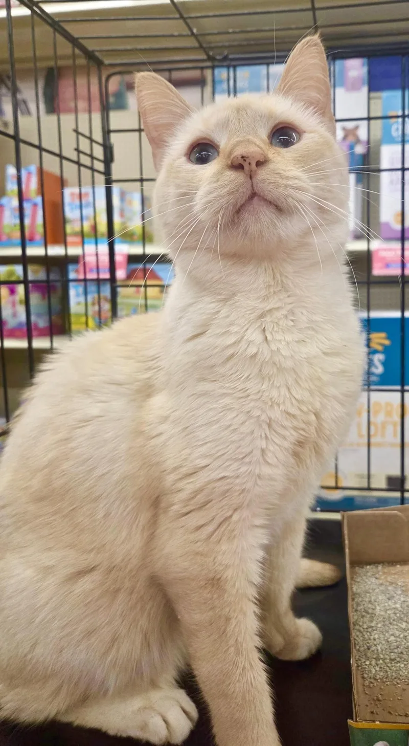 Tommy Bahama thumbnail 2