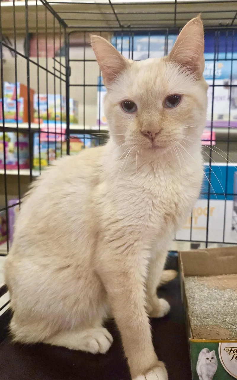 Tommy Bahama thumbnail 3