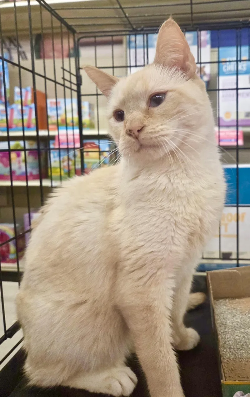 Tommy Bahama thumbnail 4