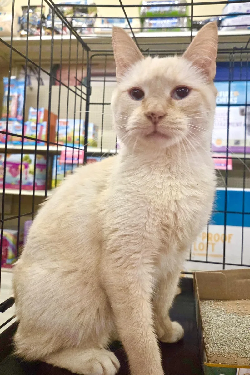 Tommy Bahama thumbnail 5