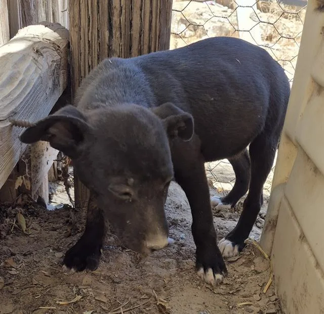 A baby small-sized male Labrador Retriever dog named Nick Jonas for adoption in Las Vegas, NV