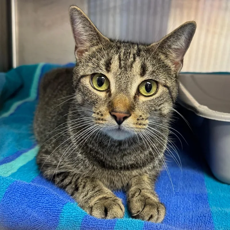 A young medium-sized female Brown / Chocolate Domestic Short Hair cat named Blinker for adoption in Easton, PA