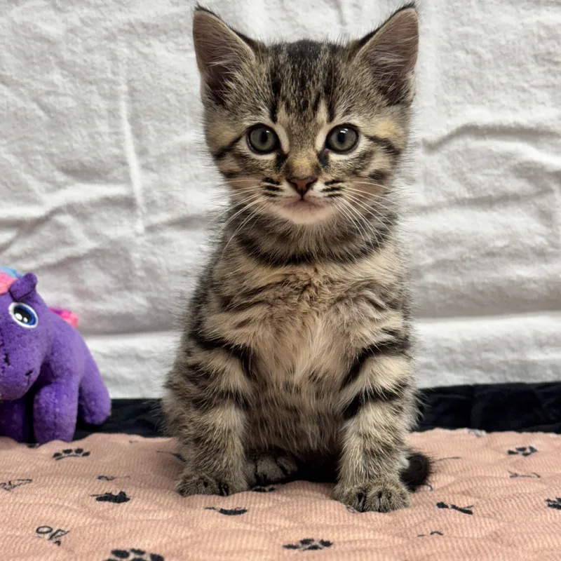 A young medium-sized female Domestic Short Hair cat named Mary for adoption in LANETT, AL