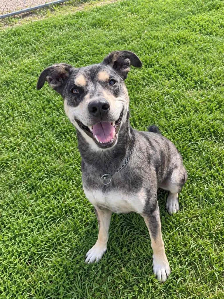 A young large-sized male Catahoula Leopard Dog dog named Atlas for adoption in Lagrange, IN