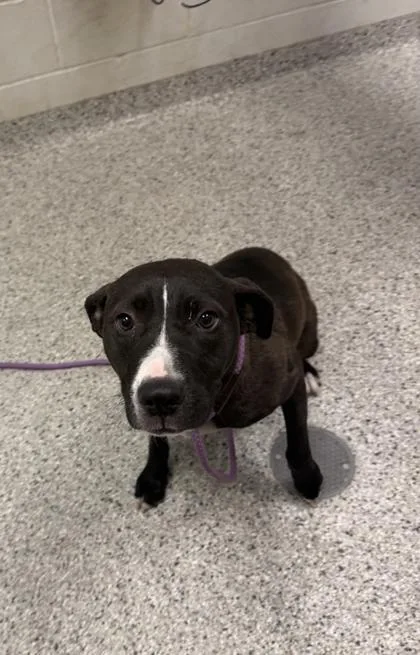 A young large-sized female Black Pit Bull Terrier dog named Rendezvous for adoption in Kansas City, MO