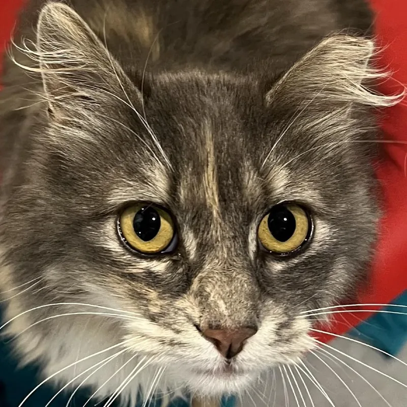 An adult medium-sized female Brown / Chocolate Domestic Medium Hair cat named Baked Bean for adoption in Murray, UT