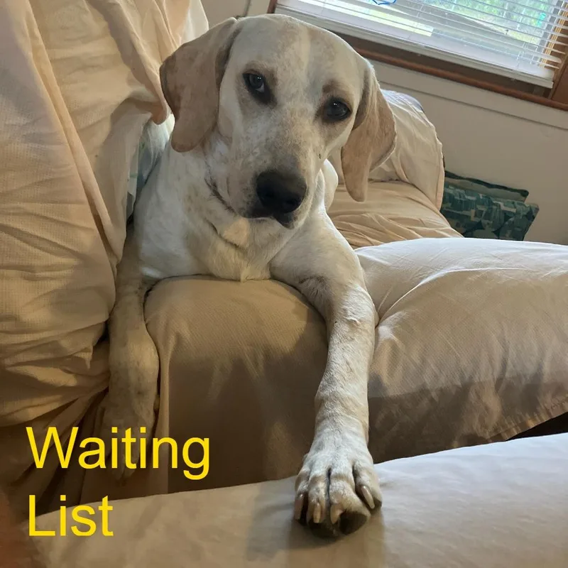 An adult medium-sized female White / Cream Pointer dog named Daisy for adoption in Livingston, TX