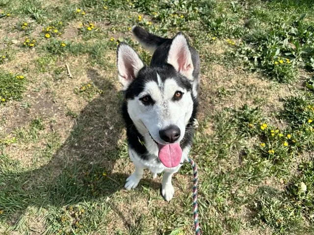 A young large-sized female Siberian Husky dog named Zelda for adoption in Colorado Springs, CO